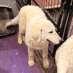 Pax & Electra Litter 4/25