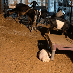 2380788450 Inside Our Maremma Puppy Program
