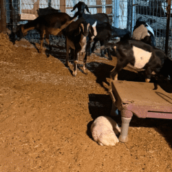 Sevro & Aurae Litter 8/25