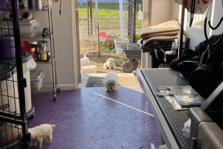 1509198333 Inside Our Maremma Puppy Program