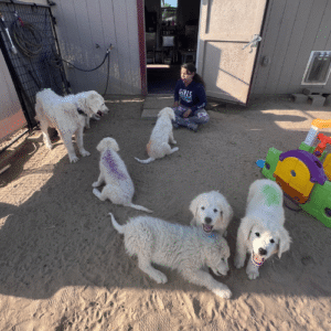 1316266101 Inside Our Maremma Puppy Program