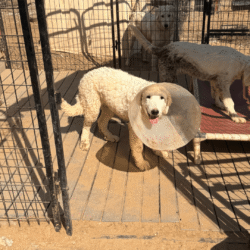 Pax & Electra Litter 4/25