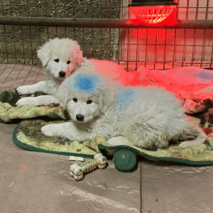 2035208783 Inside Our Maremma Puppy Program