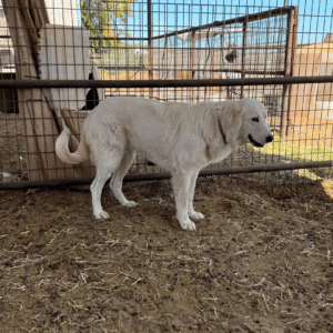 Sevro & Circe Litter 7/24
