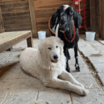 2156374652 Success Stories: Prancing Pony Maremmas Thriving Across North America