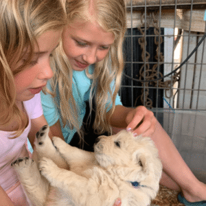 1068039260 Inside Our Maremma Puppy Program
