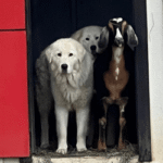 2945340755 Success Stories: Prancing Pony Maremmas Thriving Across North America