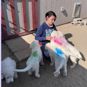 1300432543 Inside Our Maremma Puppy Program