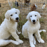 3608570518 Success Stories: Prancing Pony Maremmas Thriving Across North America