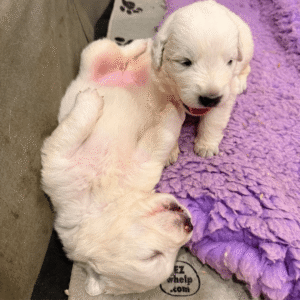 1365698088 Inside Our Maremma Puppy Program