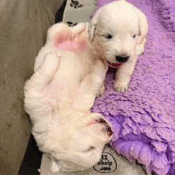 Sevro & Aurae Litter 8/25