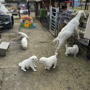 1913394127 Inside Our Maremma Puppy Program
