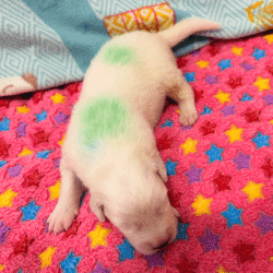 Sevro & Aurae Litter 8/25