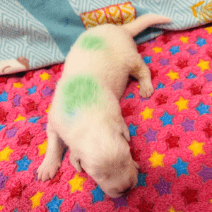 2874651373 Inside Our Maremma Puppy Program