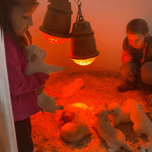 2879240624 Inside Our Maremma Puppy Program