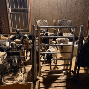 1013849008 Inside Our Maremma Puppy Program
