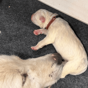 3709553899 Inside Our Maremma Puppy Program
