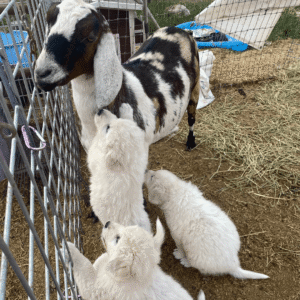 Maremma sheepdog puppies with goats showing proper livestock socialization