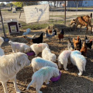 207364604 Inside Our Maremma Puppy Program