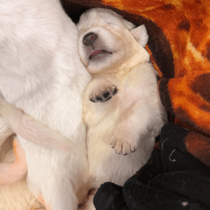 1659126641 Inside Our Maremma Puppy Program