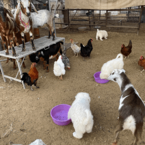 429165866 Inside Our Maremma Puppy Program