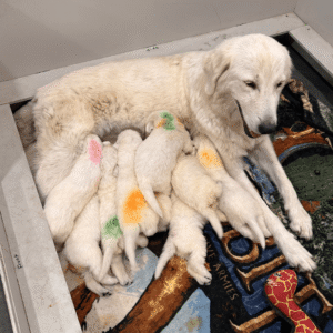 3271393431 Inside Our Maremma Puppy Program