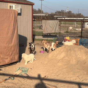 2212347837 Inside Our Maremma Puppy Program