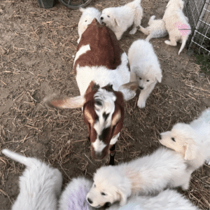 2495771697 Inside Our Maremma Puppy Program