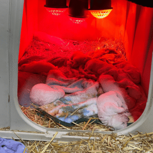 2355518395 Inside Our Maremma Puppy Program