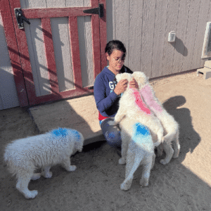 3425515998 Inside Our Maremma Puppy Program