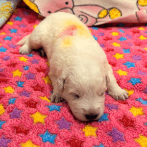3356146465 Inside Our Maremma Puppy Program