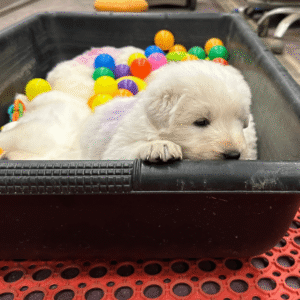 2078718732 Inside Our Maremma Puppy Program