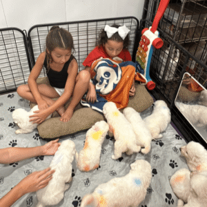 103181093 Inside Our Maremma Puppy Program