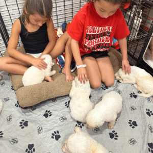 3772996886 Inside Our Maremma Puppy Program
