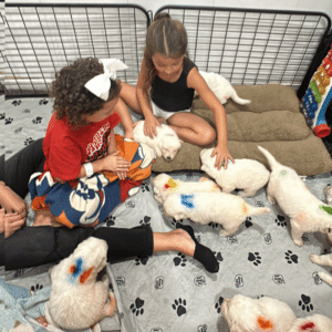 164232756 Inside Our Maremma Puppy Program