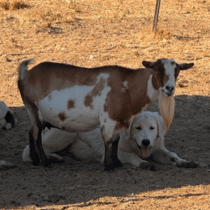 3784251437 Inside Our Maremma Puppy Program