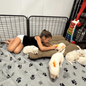764545114 Inside Our Maremma Puppy Program