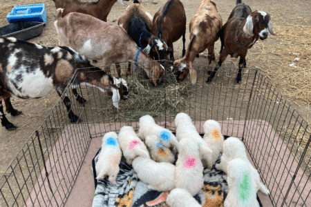 2304440014 Inside Our Maremma Puppy Program