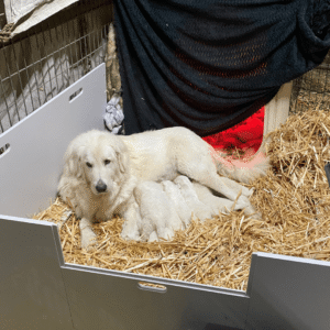 2833171531 Inside Our Maremma Puppy Program