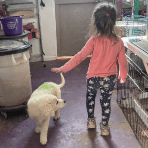 2612034934 Inside Our Maremma Puppy Program