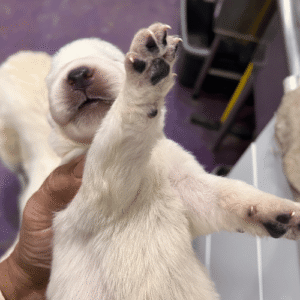 483587034 Inside Our Maremma Puppy Program