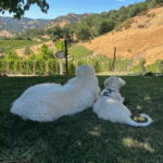 3357925862 Success Stories: Prancing Pony Maremmas Thriving Across North America