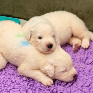 4183095140 Inside Our Maremma Puppy Program