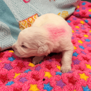 1096385928 Inside Our Maremma Puppy Program