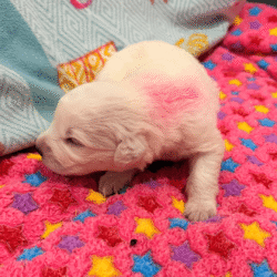 Sevro & Aurae Litter 8/25
