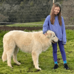 163604161 Success Stories: Prancing Pony Maremmas Thriving Across North America