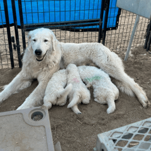 2722733954 Inside Our Maremma Puppy Program