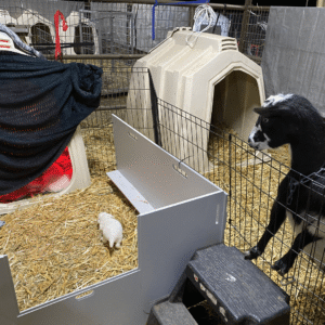 2055290437 Inside Our Maremma Puppy Program