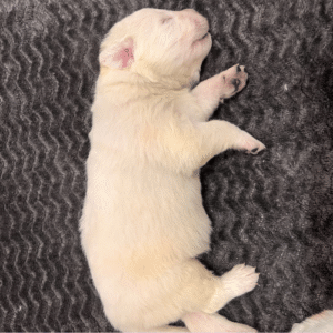 463541320 Inside Our Maremma Puppy Program