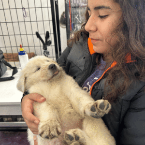 185936340 Inside Our Maremma Puppy Program